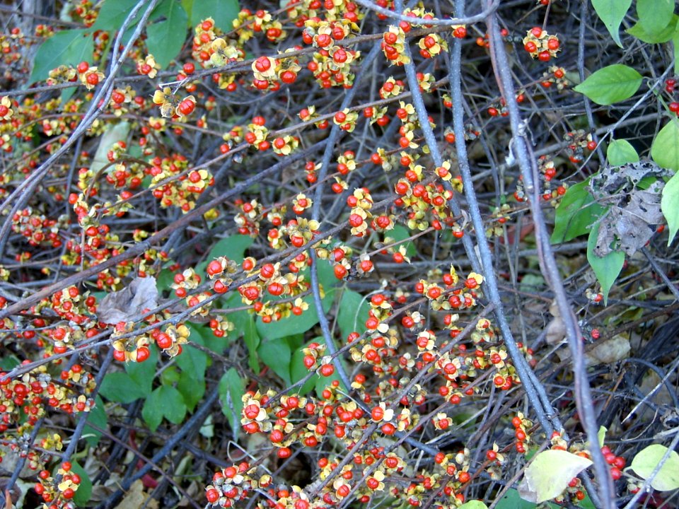 Celastrus orbiculatus, 2019-11-11, South Side Slopes, 01