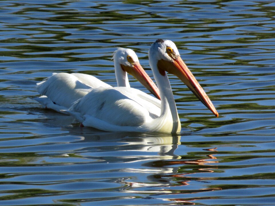 White beak waterbird