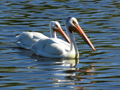 White beak waterbird photo