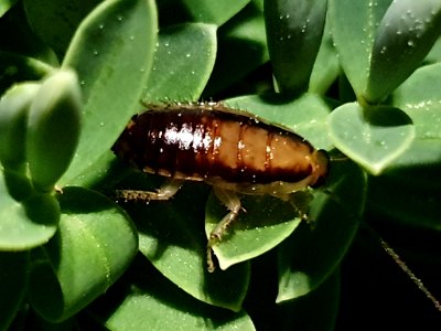 Celatoblatta vulgaris