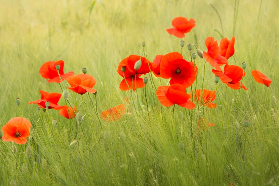 Nature poppy flowering