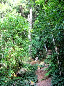 Cecilia indigenous forest - Cape Town SA 3