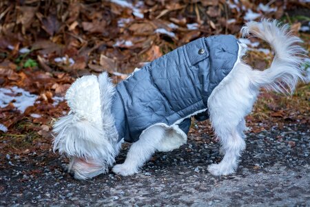 White small sweet photo