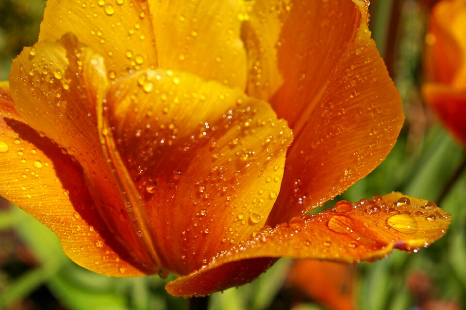 Spring flowers spring flower