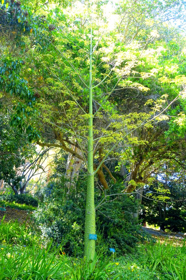 Ceiba insignis - Mildred E. Mathias Botanical Garden - University of California, Los Angeles - DSC03001