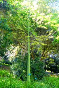 Ceiba insignis - Mildred E. Mathias Botanical Garden - University of California, Los Angeles - DSC03001