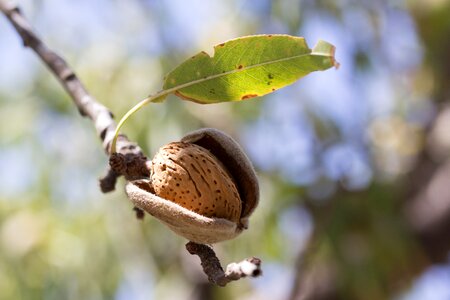 Maturation agriculture leaves