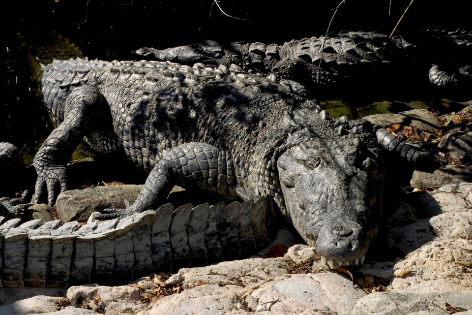 Nature predator wild