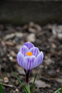 Floral nature plant