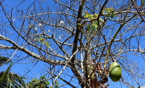 Ceiba speciosa - Naples Botanical Garden - Naples, Florida - DSC09745