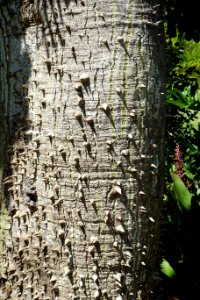 Ceiba speciosa - Naples Botanical Garden - Naples, Florida - DSC09739