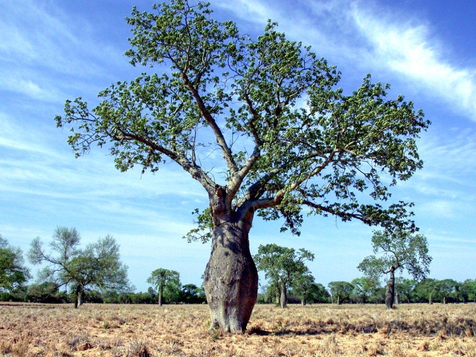 Ceiba tree, Paraguayan Chaco
