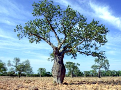 Ceiba tree, Paraguayan Chaco