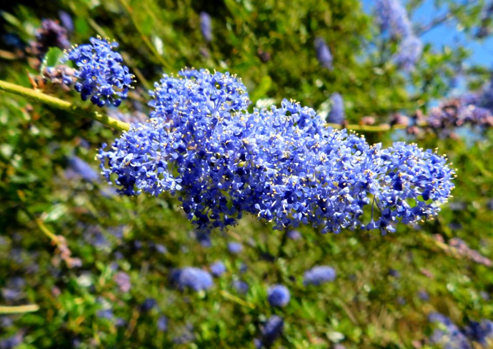 Ceanothus parryi inflorescence