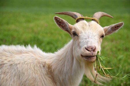Eating grass pasture