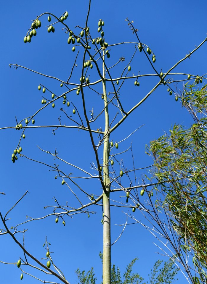 Ceiba pentandra - Naples Botanical Garden - Naples, Florida - DSC09894