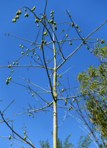 Ceiba pentandra - Naples Botanical Garden - Naples, Florida - DSC09894