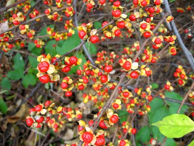 Celastrus orbiculatus, 2019-11-11, South Side Slopes, 02