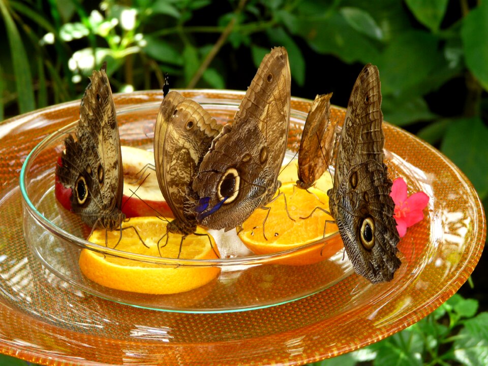 Orange satyrinae brown eye
