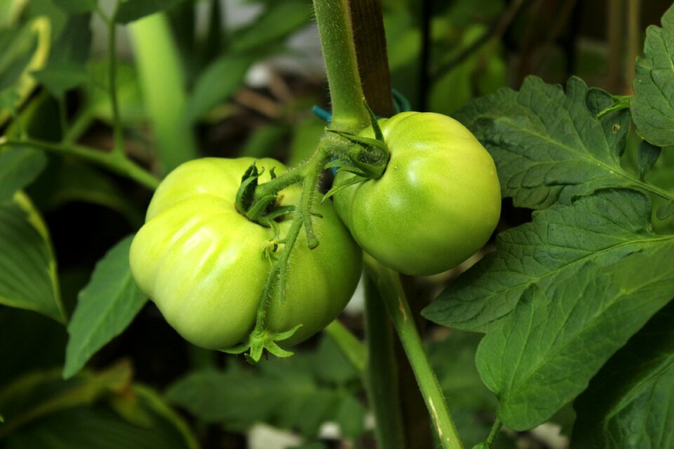 Food tomatoes healthy photo