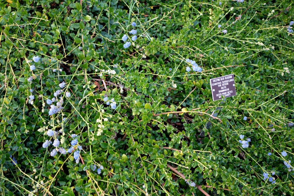 Ceanothus thyrsiflorus - Regional Parks Botanic Garden, Berkeley, CA - DSC04498