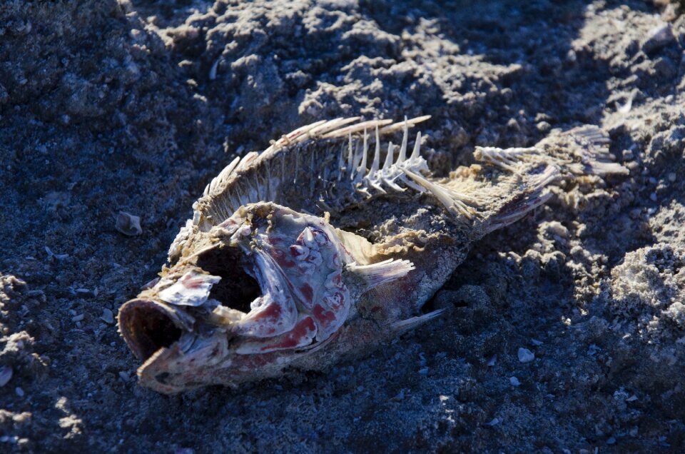 Sea salton sea ocean