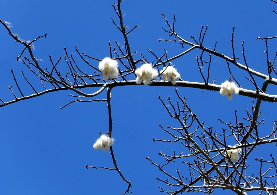 Ceiba speciosa - Naples Botanical Garden - Naples, Florida - DSC09743
