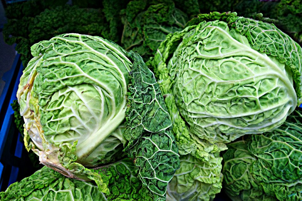 Fresh cabbage vegetable vitamin-c