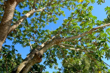 Cecropia peltata - Naples Botanical Garden - Naples, Florida - DSC00067