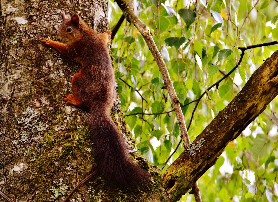 Nature rodent garden