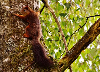 Nature rodent garden