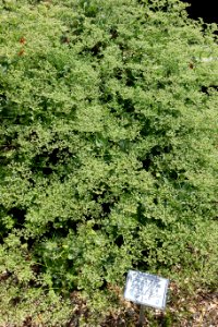 Ceanothus x impressus 'Dark Star' - Manhattan Beach Botanical Garden - Manhattan Beach, CA - DSC01220 photo