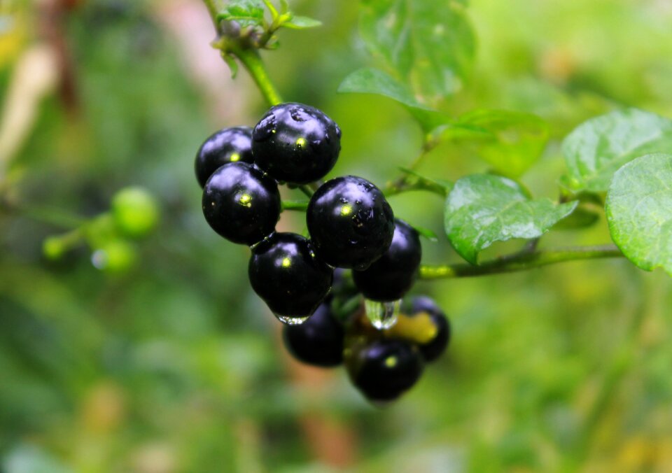Solanaceae food wild