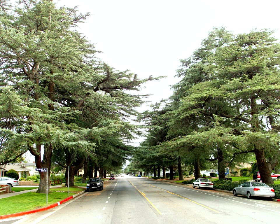 Cedrus deodara along White Oak Ave at Tribune St in Granada Hills 2014