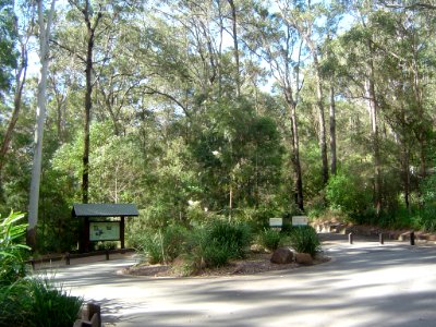 Cedar Creek Falls in Tamborine National Park
