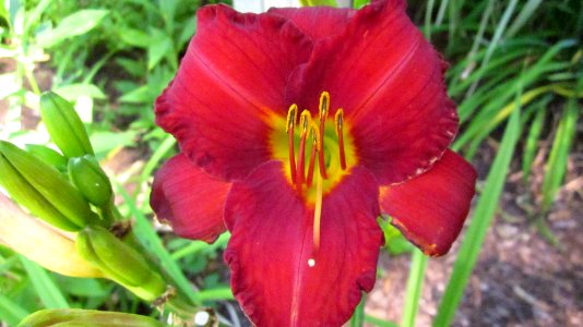 Centered Red Daylilly
