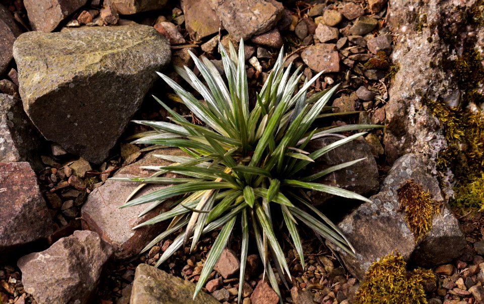 Celmisia longifolia, Royal Botanic Garden Edinburgh, Scotland, GB, IMG 3761 edit