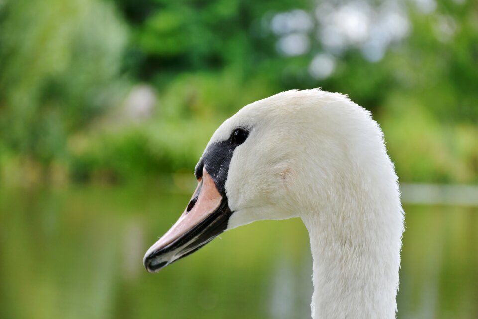 Bird water water bird
