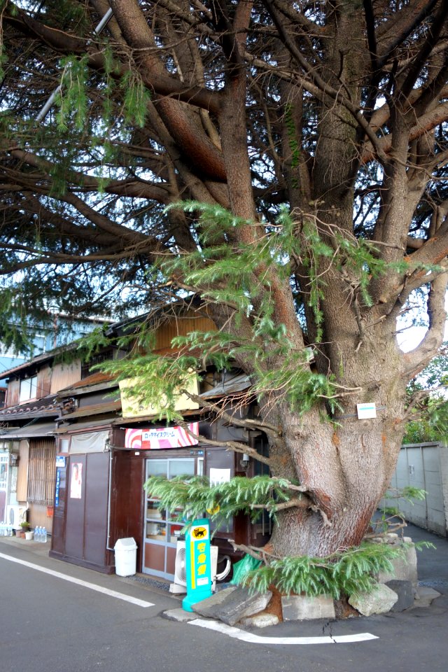 Cedrus deodara near Myokoji, 1 Chome-7-37, Yanaka, Taitō, Tokyo 110-0001, Japan DSC08949