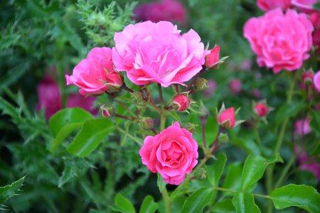 Flower rosebush nature