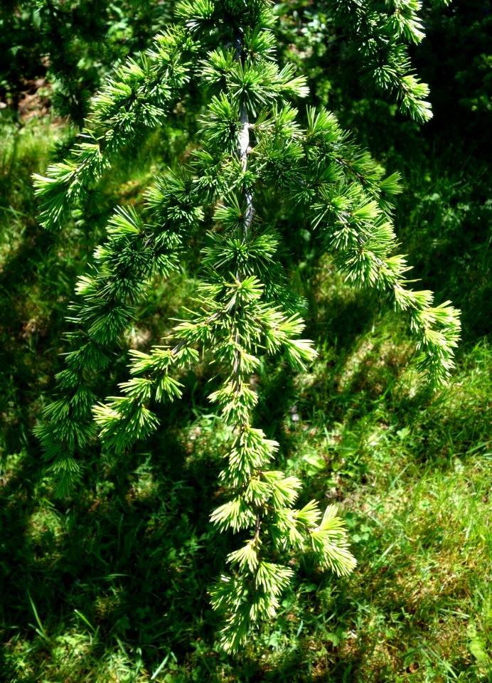 Cedrus atlantica - Arnold Arboretum - DSC06790