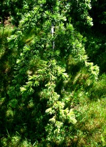 Cedrus atlantica - Arnold Arboretum - DSC06790