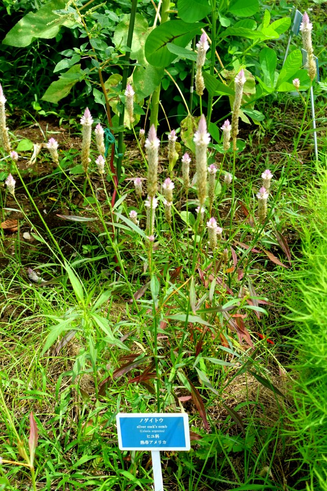 Celosia argentea - Urban Greening Botanical Garden - Kiba Park - Koto, Tokyo, Japan - DSC05394