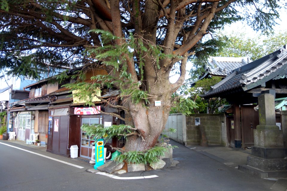 Cedrus deodara near Myokoji, 1 Chome-7-37, Yanaka, Taitō, Tokyo 110-0001, Japan DSC08946