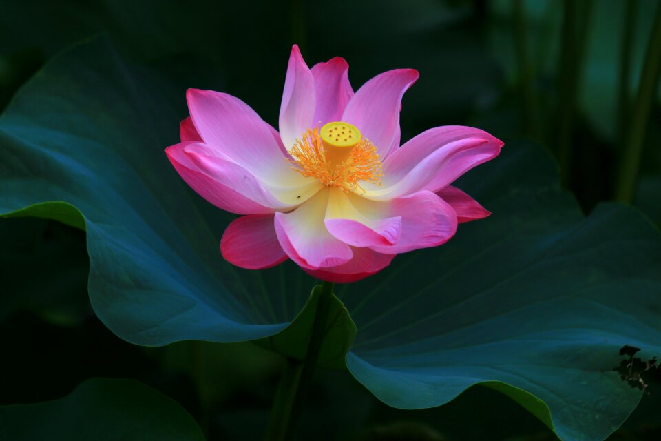 Gorgeous beautiful lotus huashan