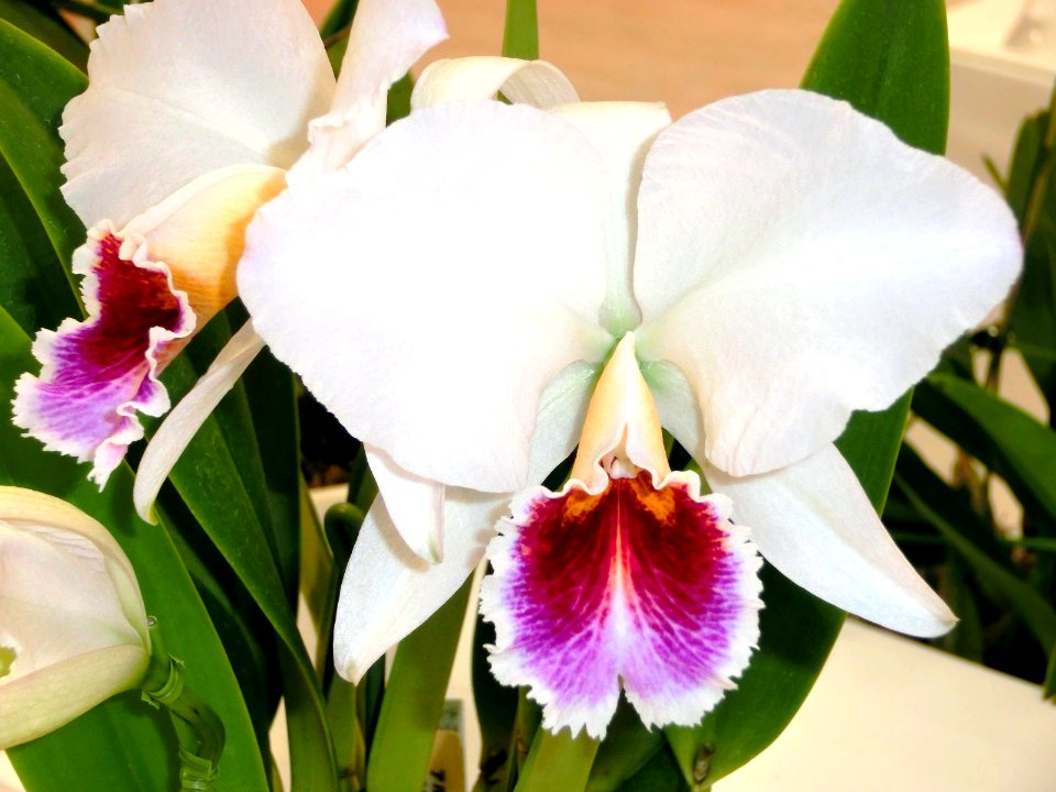 Cattleya percivaliana forma semi-alba Farah Diba