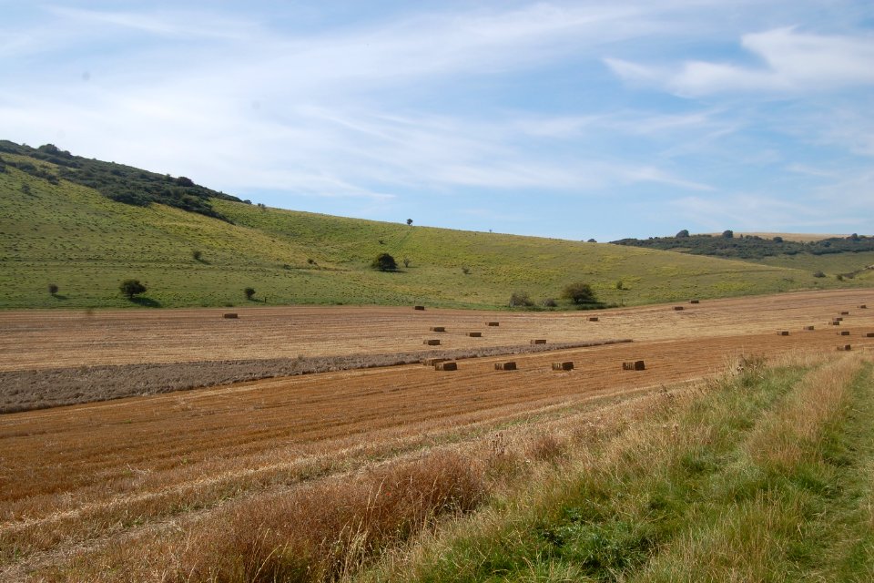 Castle Hill National Nature Reserve, near Balsdean, Brighton (August 2019) (2)