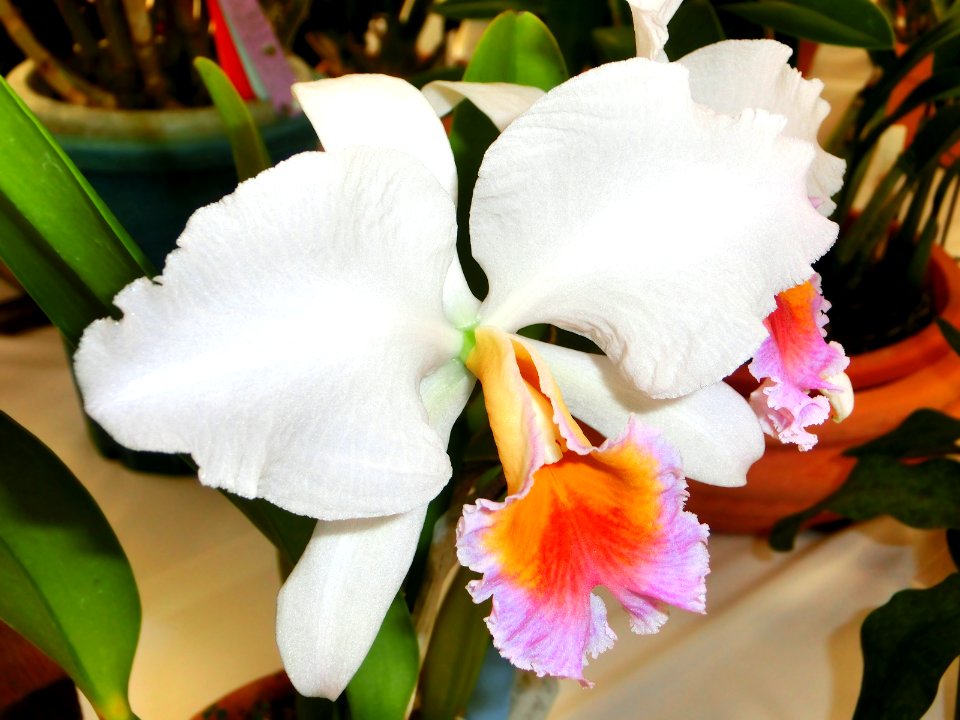Cattleya percivaliana forma albescens