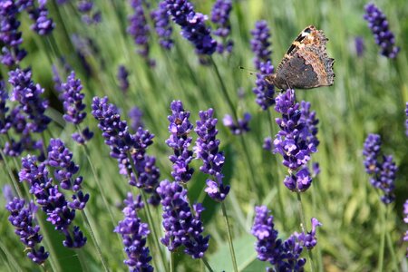 Lavender and butterfly purple flower flower