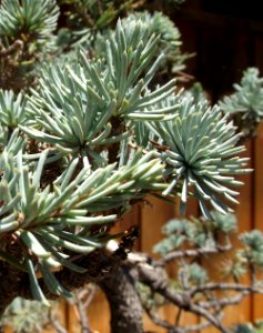 Cedrus atlantica bonsai
